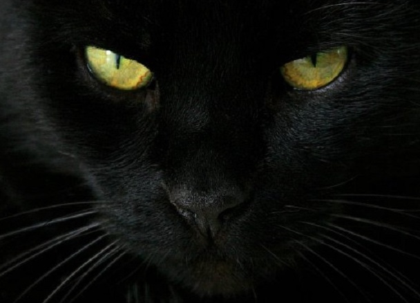 17 novembre: giornata mondiale del gatto nero!