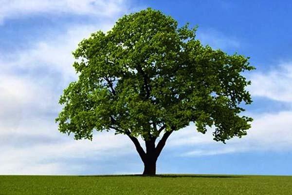 L’associazione internazionale medici per l’ambiente bacchetta l’ordinanza del Comune di Cavallirio
