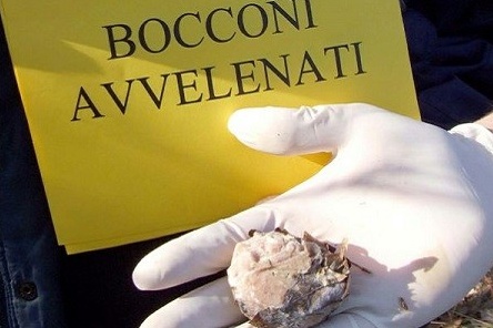 Allarme bocconi avvelenati nei parchi novaresi: i vigili invitano alla cautela