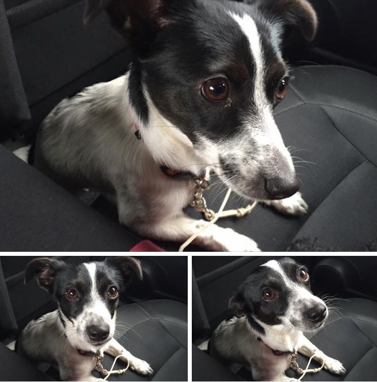 Appena trovato in mezzo alla strada a Bellinzago: chi lo riconosce?