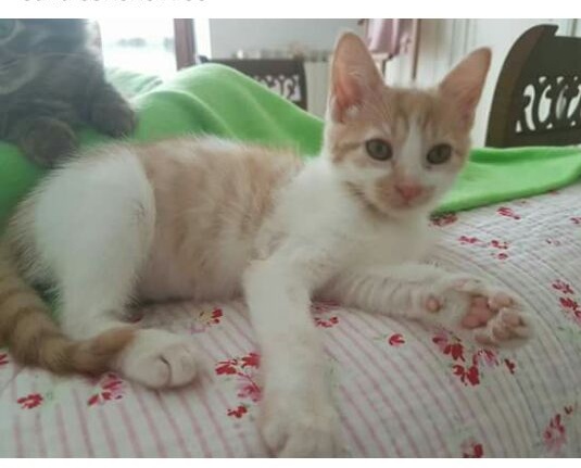 La festa degli amici dei gatti ecco quando a Borgomanero