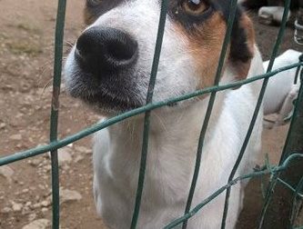 Mario, il cane salvato dalla Spagna, cerca casa