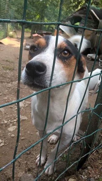 Mario, il cane salvato dalla Spagna, cerca casa