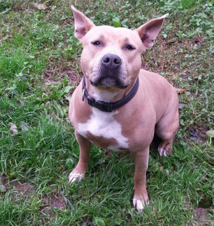 Pitbull abbandonata legata ad un albero a Divignano, cerca casa