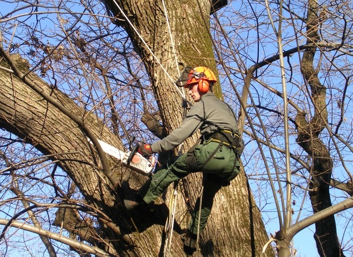 Potature alberi a Novara: si comincia dalle scuole