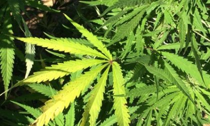 Serra di Marijuana nel seminterrato della sua villa a Cerano: arrestato