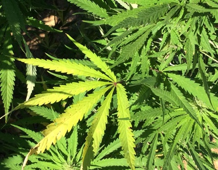 Serra di Marijuana nel seminterrato della sua villa a Cerano: arrestato