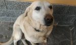 Trovato un labrador in via Cadorna ad Arona. Qualcuno lo riconosce?