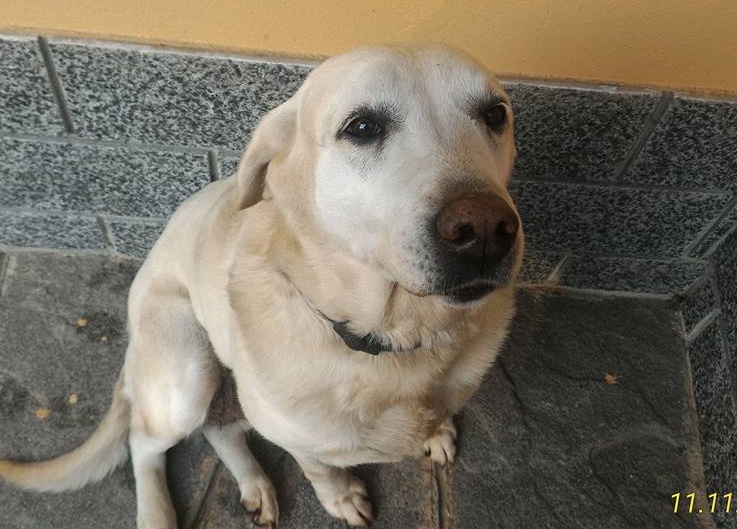 Trovato un labrador in via Cadorna ad Arona. Qualcuno lo riconosce?