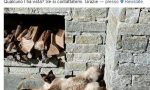 Viola, gattina di 4 anni, scomparsa a Veruno