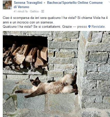 Viola, gattina di 4 anni, scomparsa a Veruno