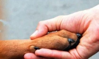 Deiezioni canine, tante lamentele a Briga Novarese