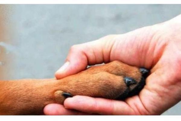 Deiezioni canine, tante lamentele a Briga Novarese