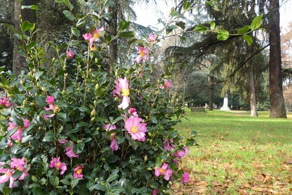 Una nuova camelia nei giardini dell’Allea a Novara