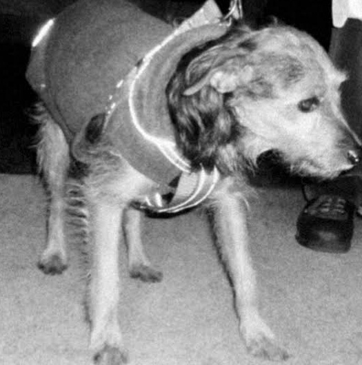 Cane fugge spaventato dai petardi: la ricerca del padrone