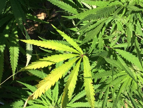 Cannabis ad uso terapeutico in arrivo nelle farmacie piemontesi