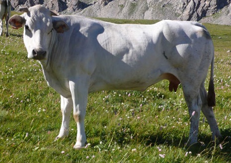 La carne di Vitellone Piemontese della coscia ha ottenuto lIndicazione Geografica Protetta