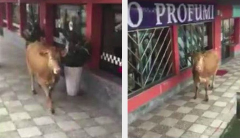 La mucca sfugge alla macellazione e va al Ristoburger sul Sempione