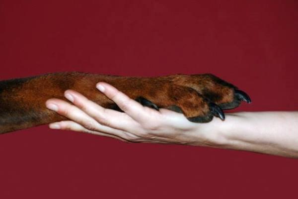 Adotta un animale a distanza per Natale