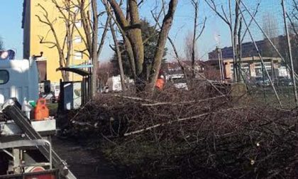 Continua la potatura degli alberi