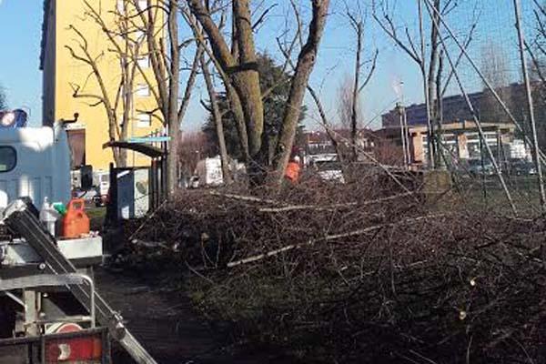 Continua la potatura degli alberi