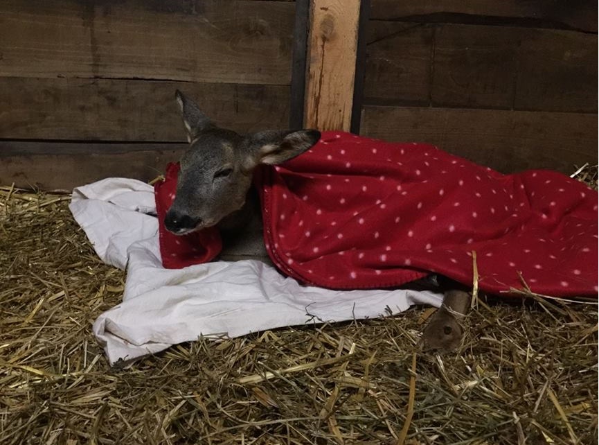 “Adotta a distanza Violetta”, investita da un’auto si sta riprendendo piano piano