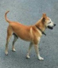 Aiutateci a trovare Tobia