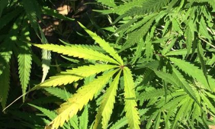 Cannabis per uso terapeutico in Piemonte, Saitta: Presto in tutte le farmacie