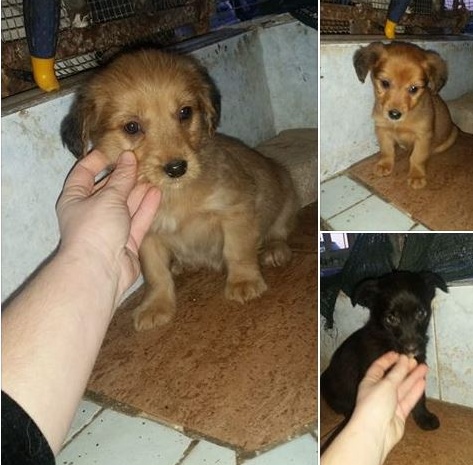 Cucciolini futura taglia piccola cercano casa