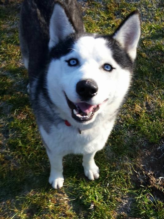 E’ al canile di Borgo Ticino e cerca casa: come resistere a quegli occhioni azzurri?