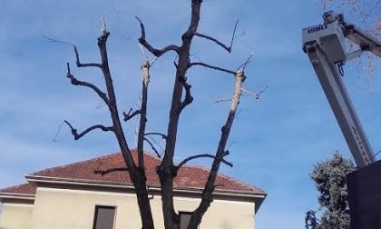 Novara: nuovi interventi di potatura delle alberate cittadine