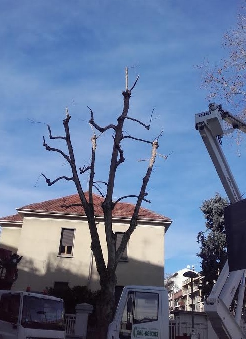Novara: nuovi interventi di potatura delle alberate cittadine