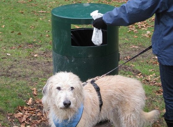 Prelievo del Dna dalle feci per multare i padroni di cani che non puliscono i marciapiedi