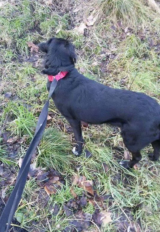 Ritrovato in valle Vevera ad Arona, ora è al canile di Carpignano. Chi è il padrone?