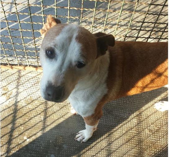 Trovato a Oleggio, è al canile di Borgo Ticino