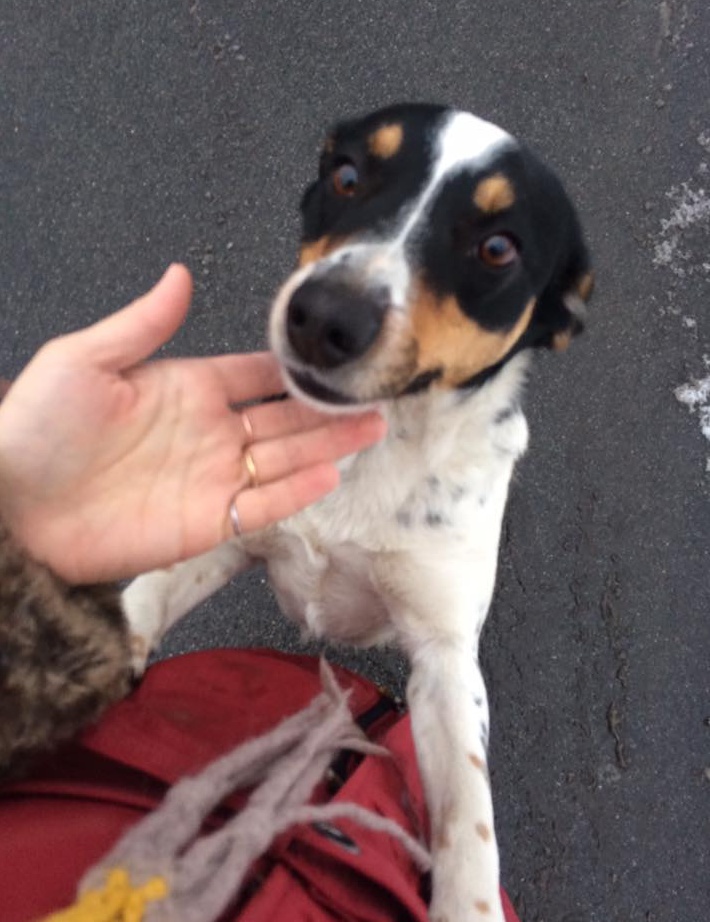 Trovato poche ore fa a Talonno (Invorio): qualcuno lo riconosce?