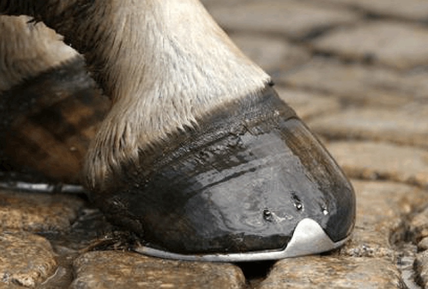 Veruno: calcio in faccia da un cavallo, 10 giorni di prognosi