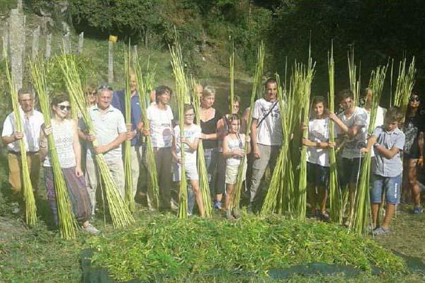La canapa nel futuro dell’agricoltura