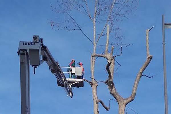 Nuovi interventi di potatura delle alberate sui viali cittadini