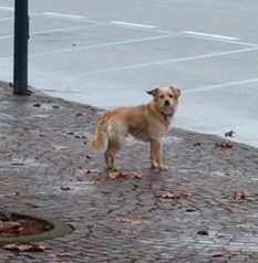 Cagnolino smarrito ad Arona: di chi è?