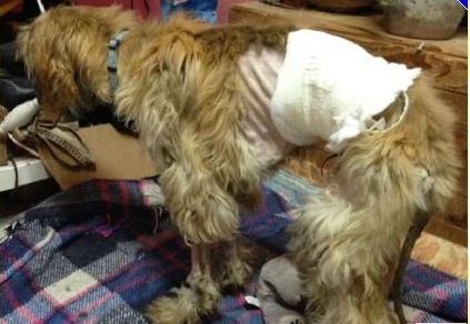 Dormelletto: “Aiutateci a salvare Kiki”