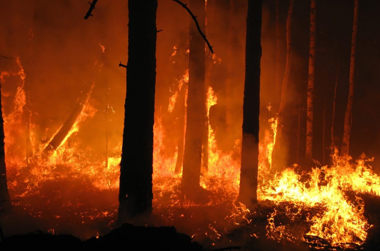 Incendi: allarme piromani?