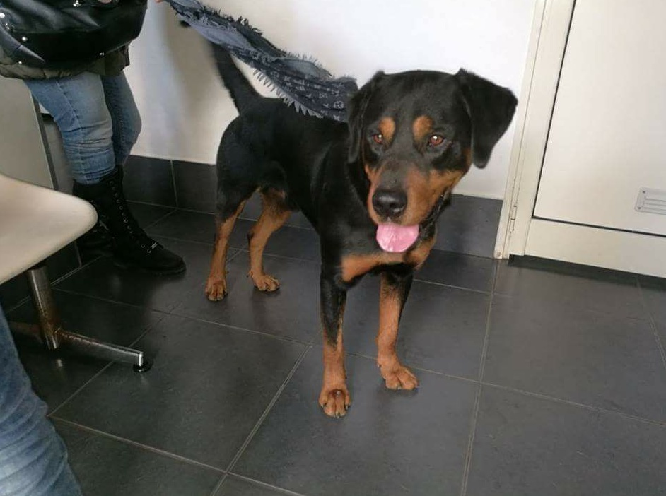 Incredibile: trovato a Palermo ma il chip è di Verbania