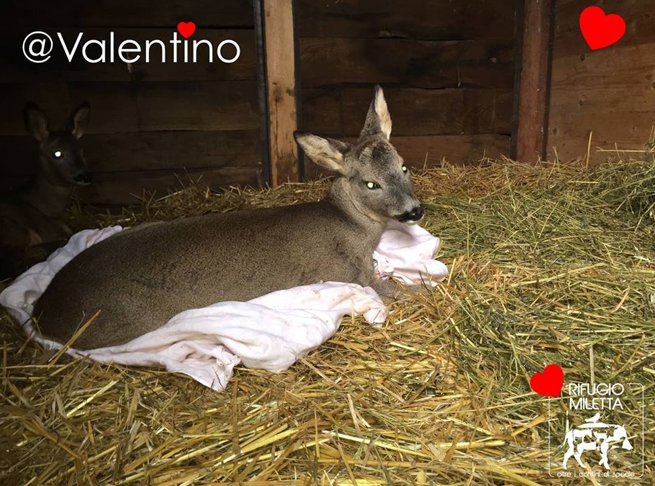 Invorio: investito e lasciato in mezzo alla strada, Valentino non ce l’ha fatta