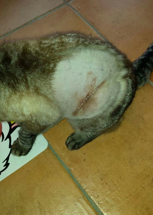 Paruzzaro zona San Grato: ATTENZIONE sparano ai gatti