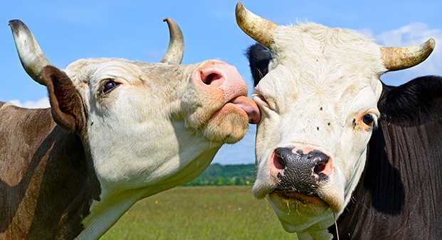 Sequestrate vacche “abusive” a bordo di un camion