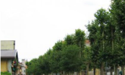 Decine di platani da abbattere a Borgomanero