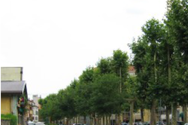 Decine di platani da abbattere a Borgomanero