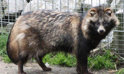 Sequestrati giubbotti fatti con pellicce di cane procione