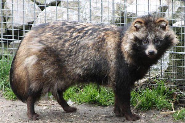 Sequestrati giubbotti fatti con pellicce di cane procione